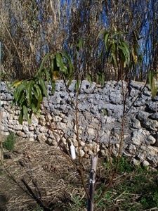 100_0038.JPG