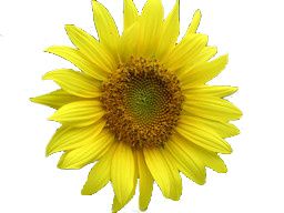 tournesol.jpg