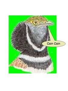 coincoin.jpg