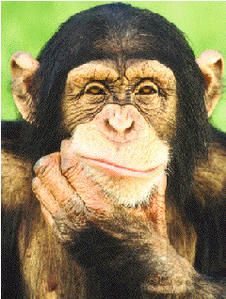 singe.jpg
