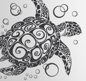 tortue10