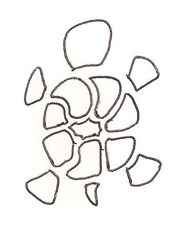 tortue17