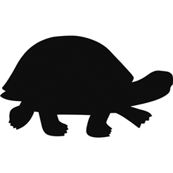 tortue22