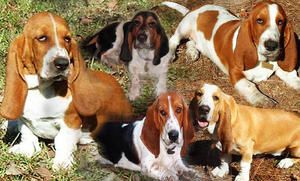 bassets.jpg