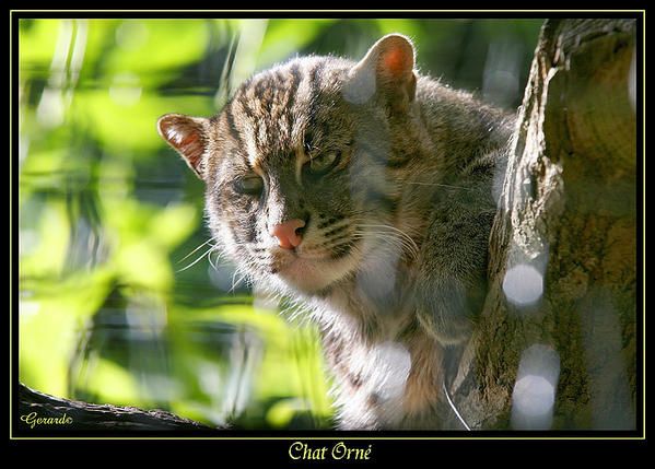 chat haret