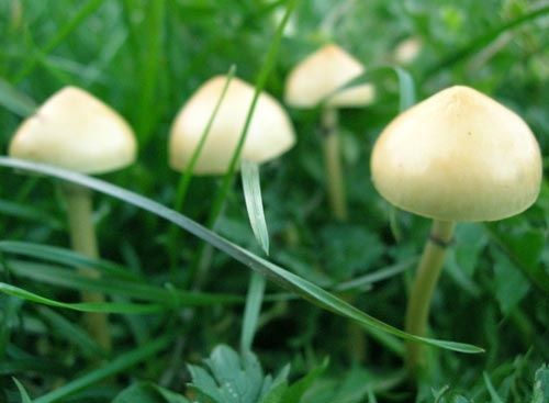 champignons-.jpg