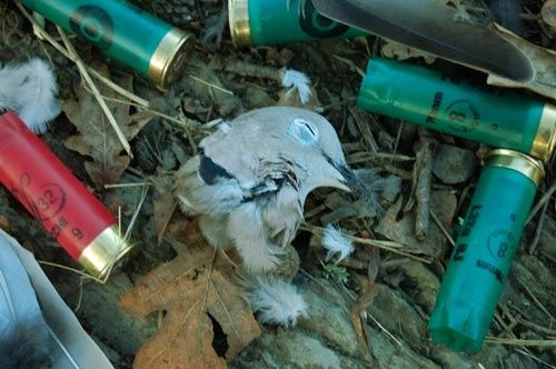 chasse-palombe.jpg