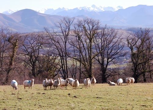 moutons.jpg