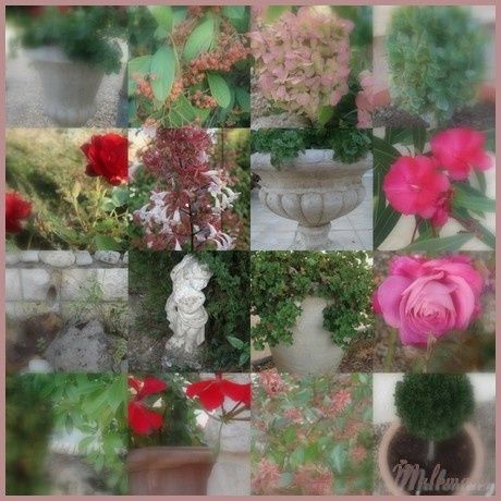 collage1.jpg