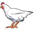 une-poule.gif