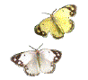 ypapil30-1.gif