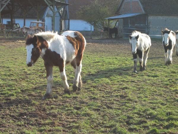 Sabot Blanc Sabot Noir.... Marche