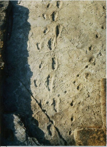 Empreintes fossilisées de Laetoli - Tanzanie