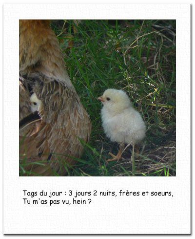polapoussin.jpg