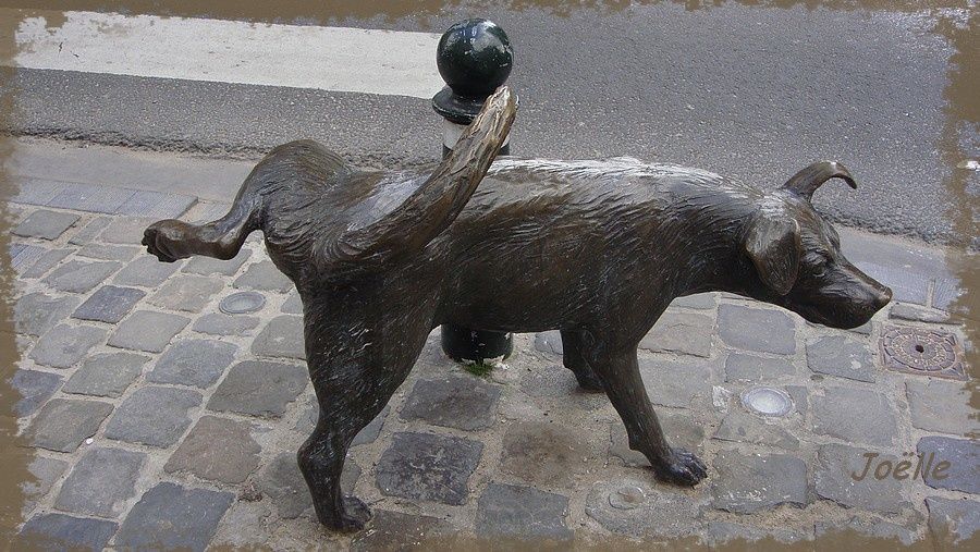 rencontre mon chien