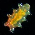 Tardigrade5.jpg