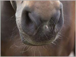 bouche-de-cheval.jpg
