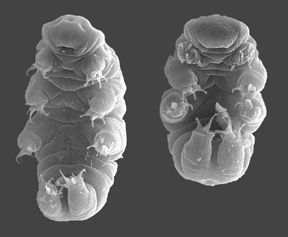 tardigrade1.jpg