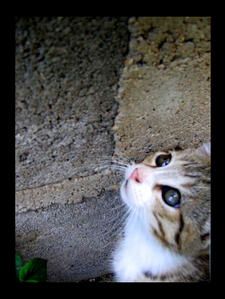 yeux-en-l-air.jpg