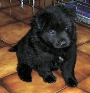chien-suedois.jpg