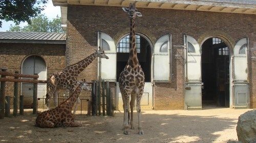 girafe.jpg