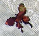 patchwork-1D-papil.jpg