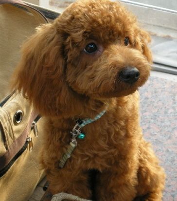canal-cafe-7-chien