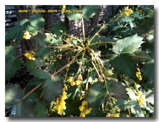 buisson-jaune.jpg