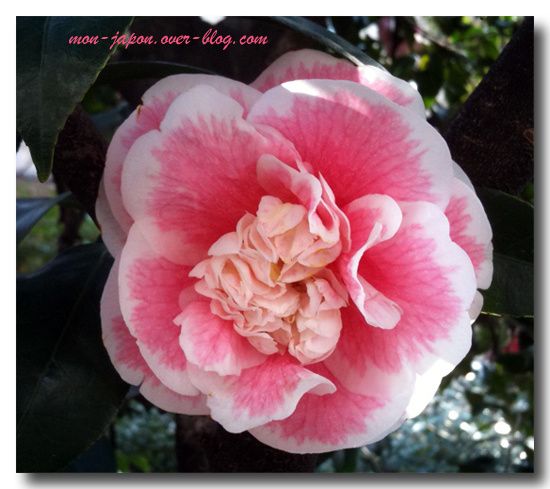 camelia-1.jpg