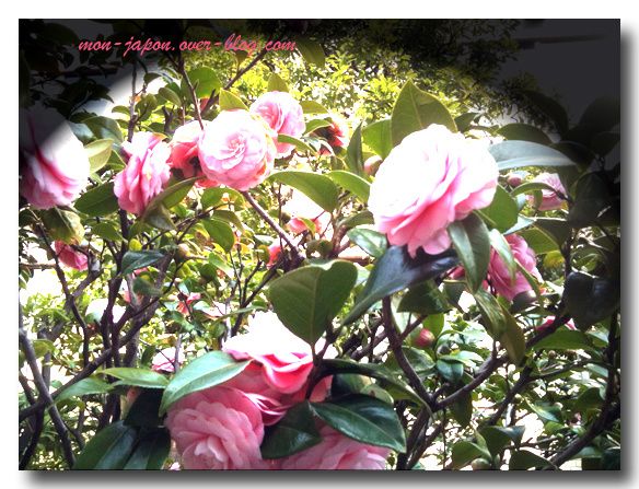 camelia-2.jpg