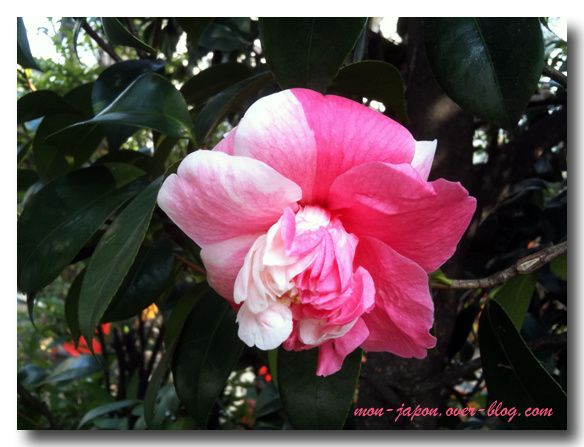 camelia-3.jpg