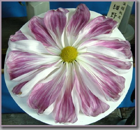 fleur-c-1