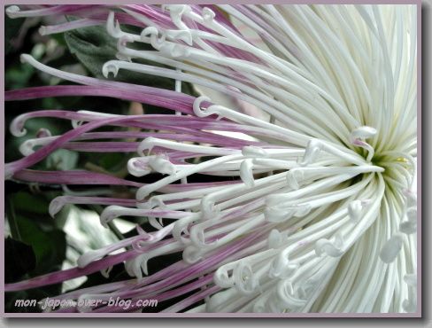 fleur-c-2