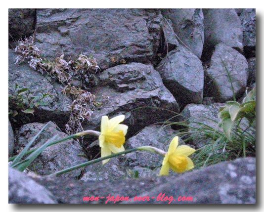 jonquilles-2.jpg