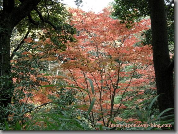 Rikugien-automne-2