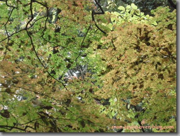 Rikugien-automne-3