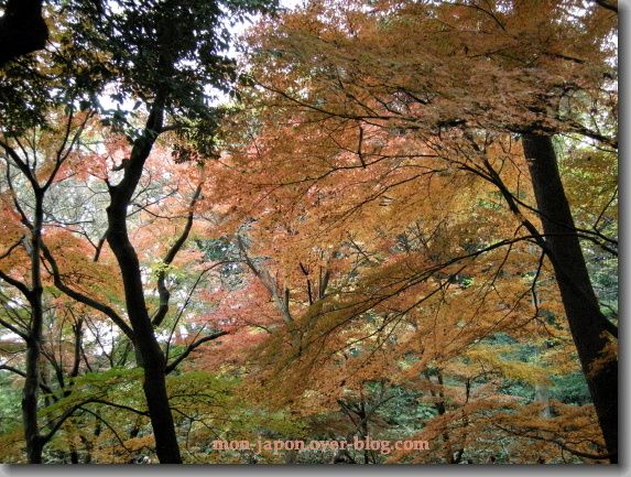 Rikugien-automne-5