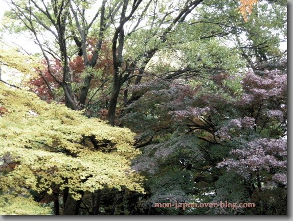 Rikugien-automne-8