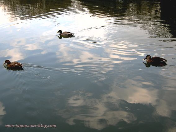 canards-Rikugien-1.jpg