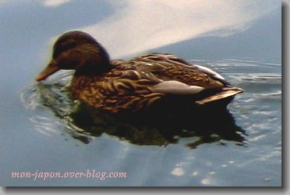 canards-Rikugien-2.jpg