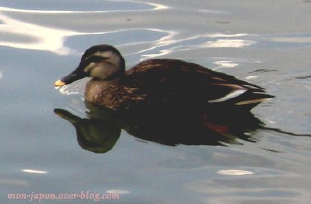 canards-Rikugien-3.jpg