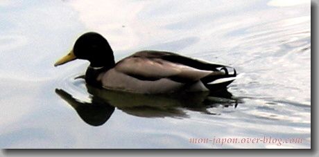 canards-Rikugien-4