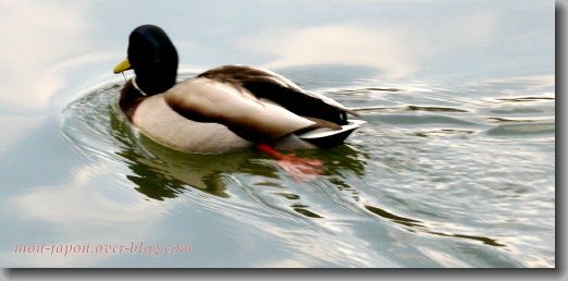 canards-Rikugien-5.jpg
