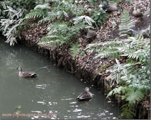 canards-Rikugien-6b-.jpg