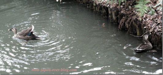 canards-Rikugien-7.jpg