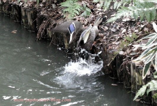 canards-Rikugien-8.jpg