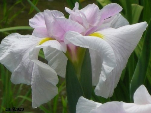 1-blanc-rose.jpg