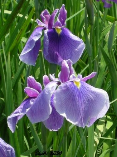 3-iris.jpg