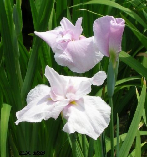 3blanc-rose.jpg