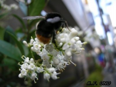 abeille.jpg